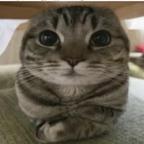 小猫头像