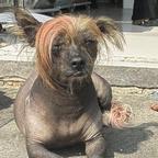 细狗头像