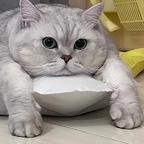 橘子的猫头像