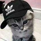 懒洋洋.头像
