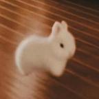 会飞的兔子🐰头像