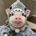 柯R.🦈头像