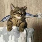 小猫每天都有素材做梦头像