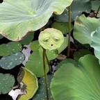 一缕清风头像