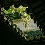 八两头像