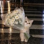 肥茸🌼头像