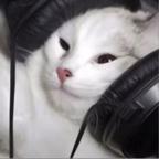 爱听歌的懒猫头像