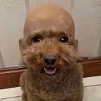 科兴三针VVVIP头像