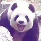 飞^0^仔头像