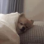 苏雅头像