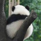 来都来了头像