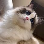MoL.WH头像