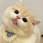 哈萝头像