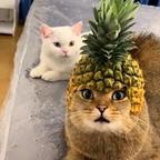 二月春风似剪刀头像
