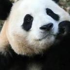 福宝62头像