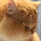 AbsurdLi头像