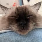 谨猹头像