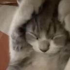 芝士奶盖头像