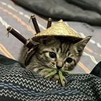 檐下喵侠客头像
