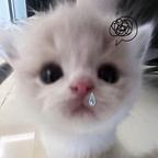 ooooo头像