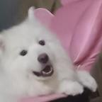 星月护花使头像
