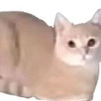 頔铱購头像