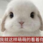 你算哪块小饼干、头像