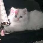 猫er头像