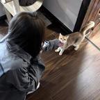 街椿下の猫头像