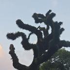 Lin-g头像