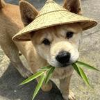 村东头的封淼淼头像