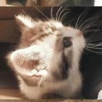 🐾头像