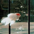 花井小院头像