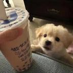 爱吃肾豆炖排骨的童越头像