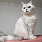多多是只猫头像