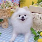 髫白老母亲头像