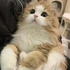 老唐啊啊啊啊啊头像
