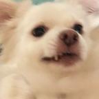 鹿人饼头像