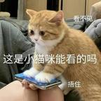 揉乱猫猫头头像