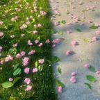 小泡芙头像