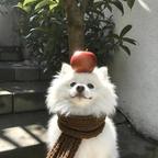 橘红头像