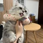 我家蕉宝是猫咪头像