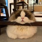 吃点高档鱼头像
