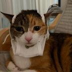 小鱼干头像
