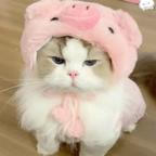 豆豆头像