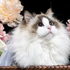 我叫布偶猫🐾头像