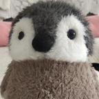 灰宝🐧头像