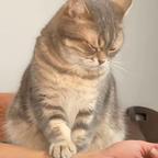 家有狸花猫头像