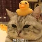 喵桑头像