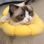 我爱看短剧头像